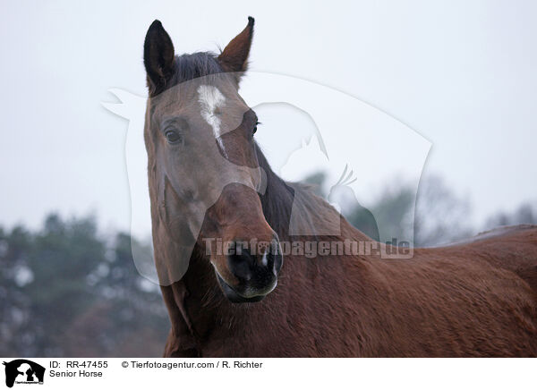 Senior Horse / RR-47455