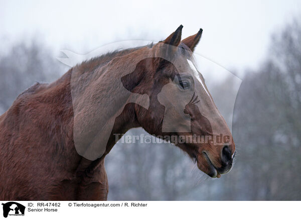 Senior Horse / RR-47462