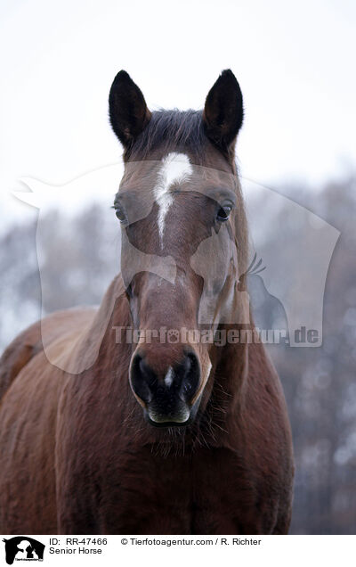 Senior Horse / RR-47466