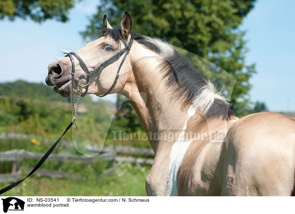 warmblood portrait / NS-03541