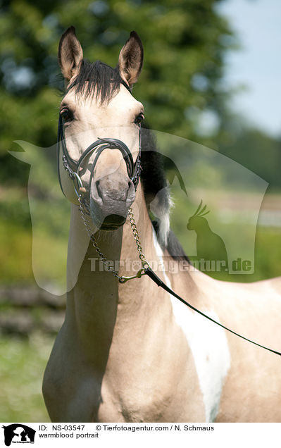 warmblood portrait / NS-03547