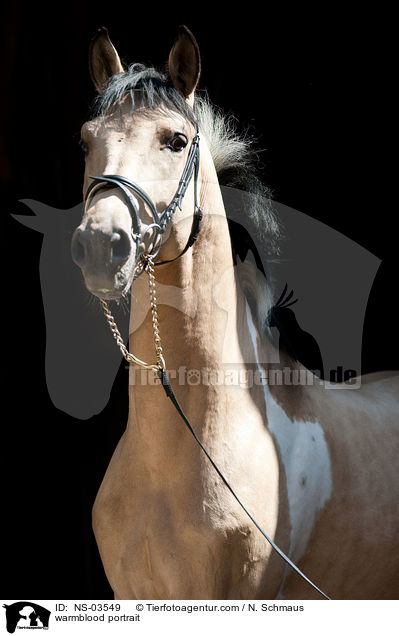 warmblood portrait / NS-03549