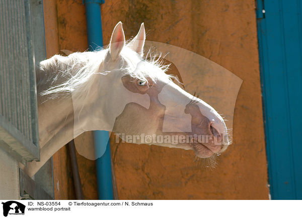 Deutsches Reitpferd Portrait / warmblood portrait / NS-03554