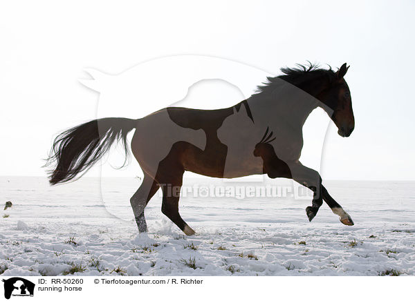 rennendes Pferd / running horse / RR-50260