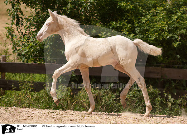 ZfdP Fohlen / foal / NS-03881