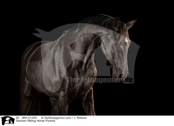 German Riding Horse Portrait / JRO-01245