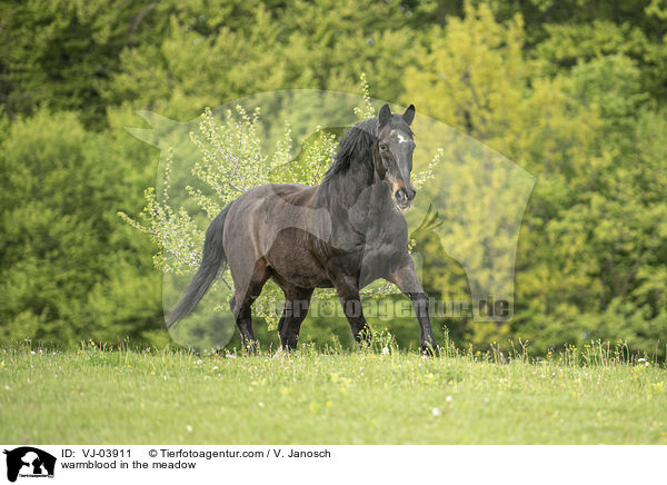 warmblood in the meadow / VJ-03911