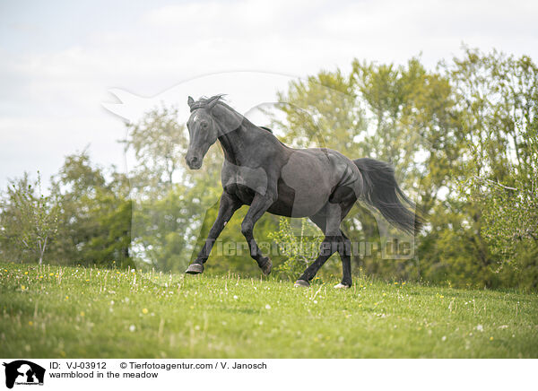 warmblood in the meadow / VJ-03912