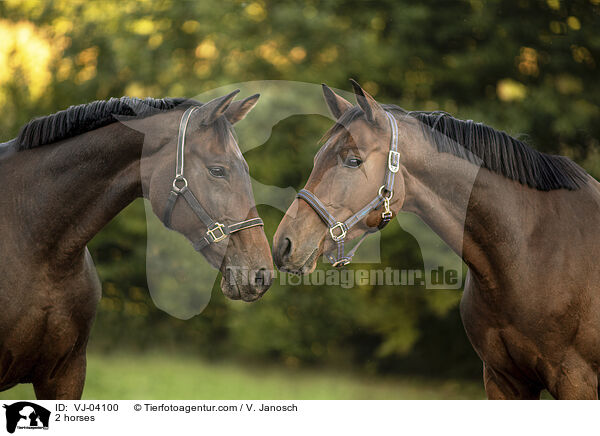 2 horses / VJ-04100