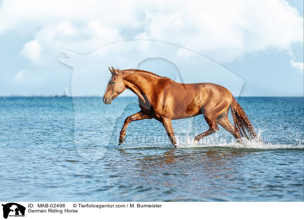 German Riding Horse / MAB-02498