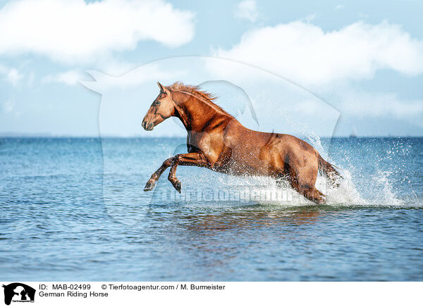 German Riding Horse / MAB-02499