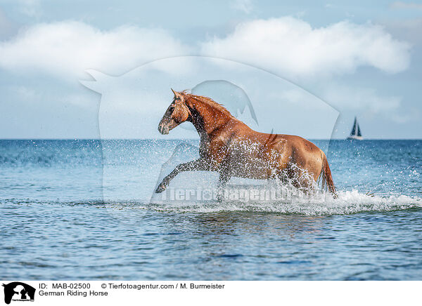 German Riding Horse / MAB-02500