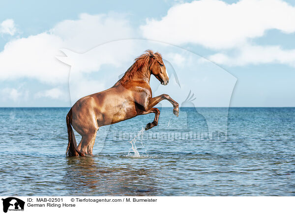 German Riding Horse / MAB-02501