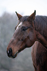 Senior Horse