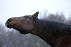 Senior Horse