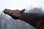 Senior Horse