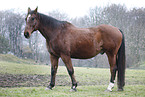 Senior Horse