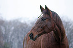 Senior Horse