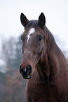 Senior Horse