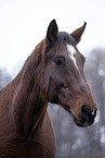 Senior Horse