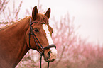 German Riding Horse portrait