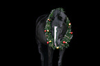 German Riding Horse Portrait