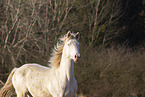 German Riding Horse