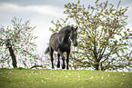 warmblood in the meadow