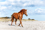 German Riding Horse