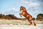 German Riding Horse