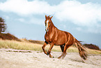 German Riding Horse