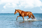 German Riding Horse