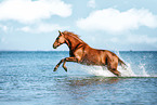 German Riding Horse