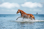 German Riding Horse