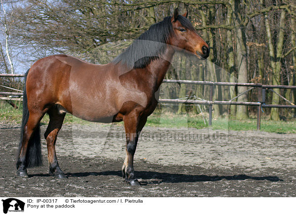 Pony at the paddock / IP-00317