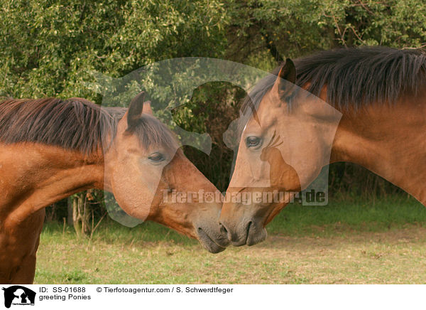 greeting Ponies / SS-01688
