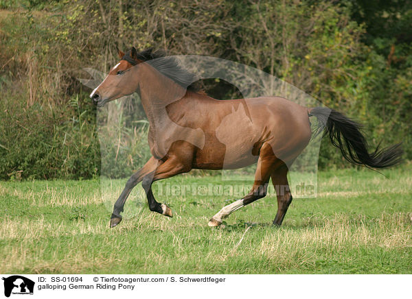 galloping German Riding Pony / SS-01694