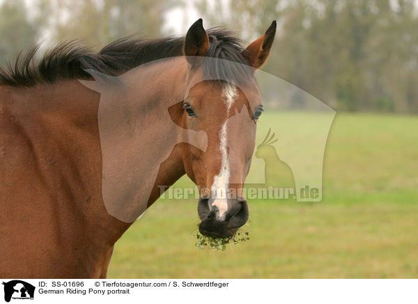 German Riding Pony portrait / SS-01696