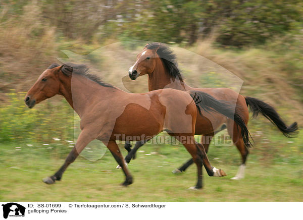 galloping Ponies / SS-01699