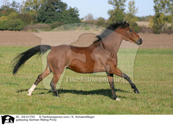 galloping German Riding Pony / SS-01700