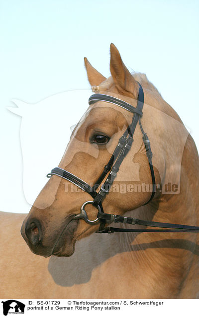 portrait of a German Riding Pony stallion / SS-01729