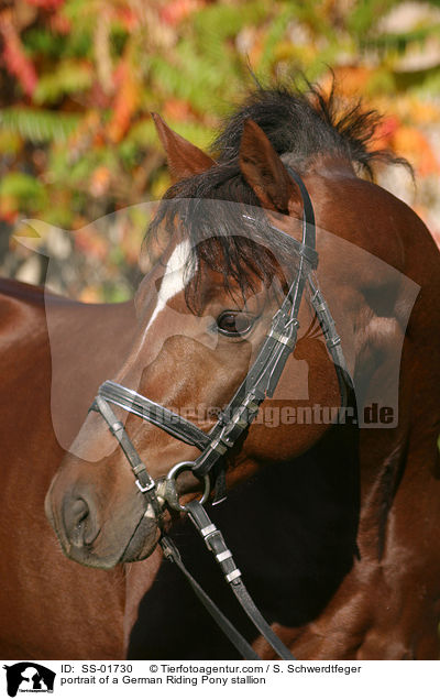 portrait of a German Riding Pony stallion / SS-01730
