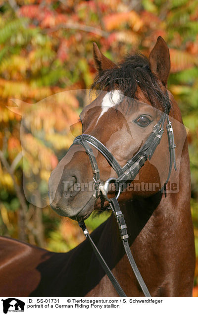 portrait of a German Riding Pony stallion / SS-01731
