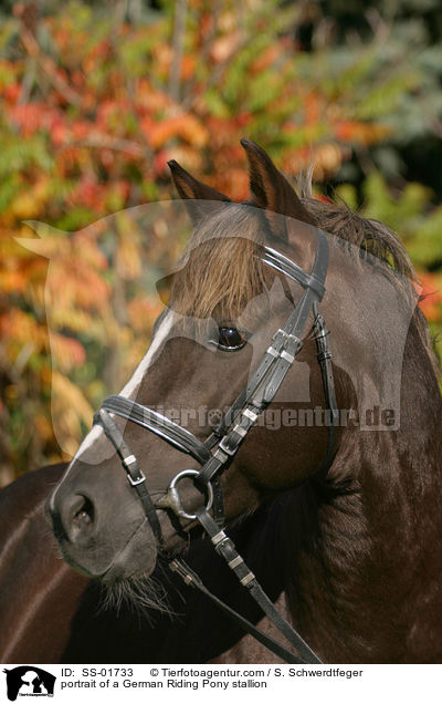 portrait of a German Riding Pony stallion / SS-01733