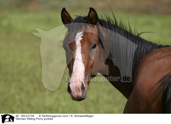 German Riding Pony portrait / SS-01734