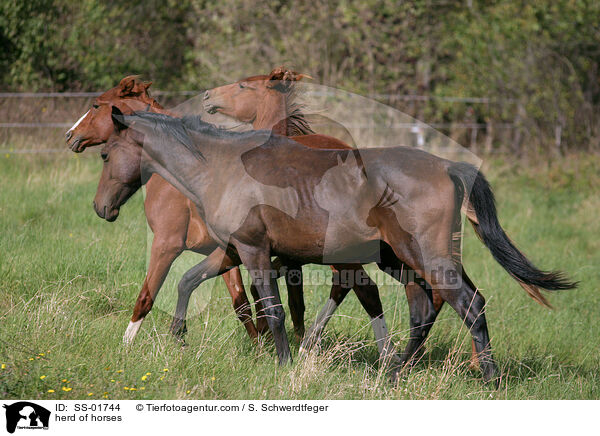 herd of horses / SS-01744