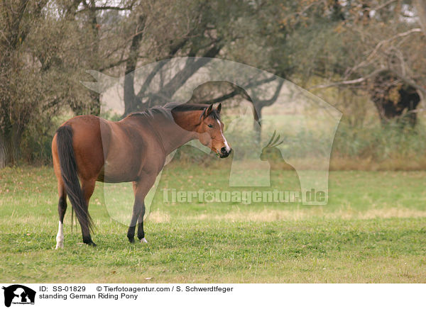 standing German Riding Pony / SS-01829