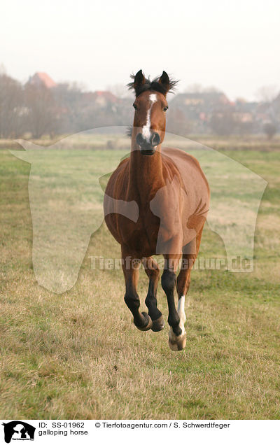 galloping horse / SS-01962