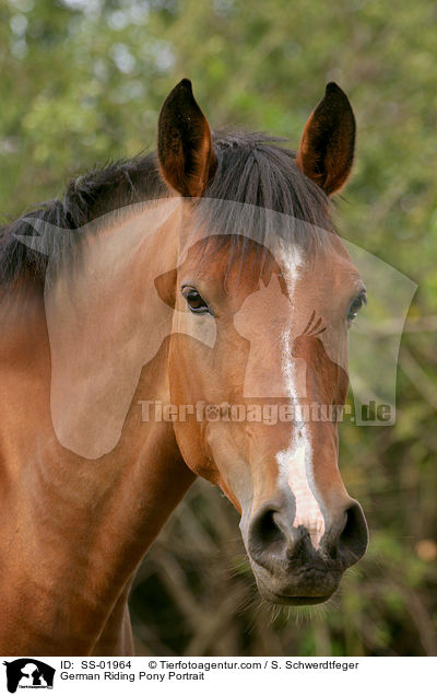 German Riding Pony Portrait / SS-01964
