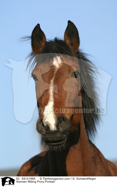 German Riding Pony Portrait / SS-01966